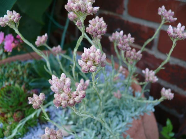 Antennaria dioica 'Rubra' (Katzenpfötchen)