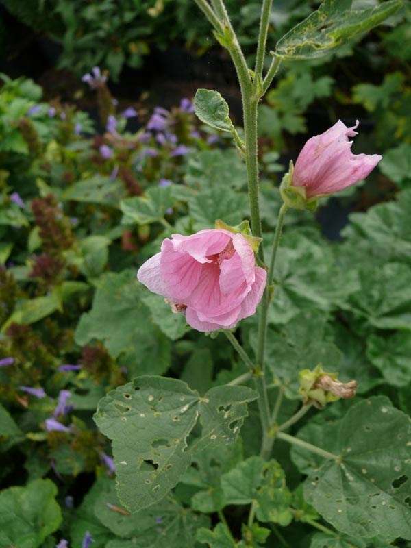Lavatera thuringiaca (Thüringer Strauchpappel)