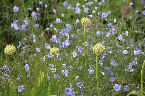 Linum perenne (Blauer Lein)