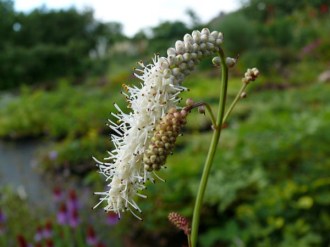 Sanguisorba tenuifolia 'Alba' (Weißer Wiesenknopf)