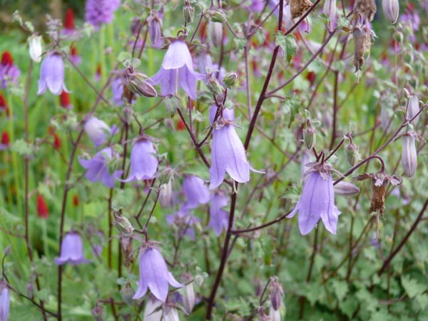 Symphyandra zanzegur (Steinglocke)