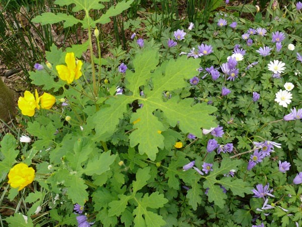 Stylophorum diphyllum (Schöllkrautmohn)