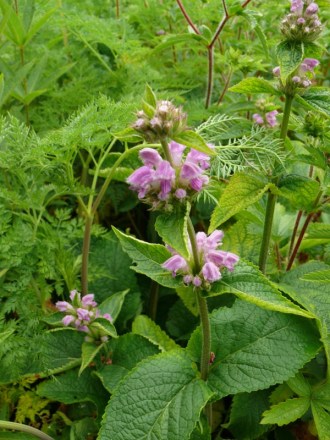 Phlomis cashmeriana (Kaschmir-Brandkraut)