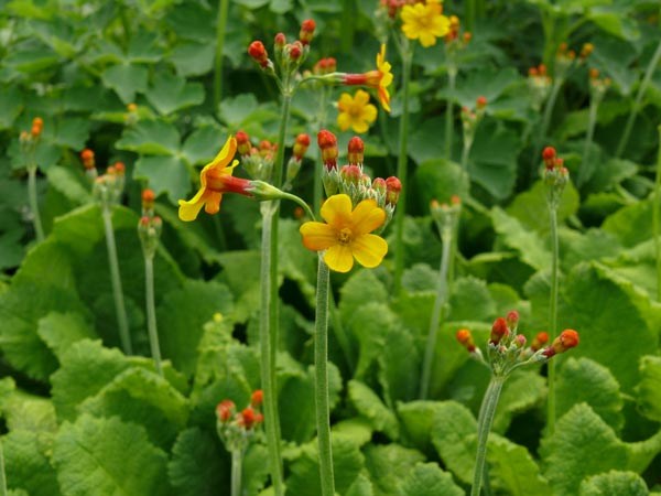 Primula chungensis (Yunnan-Primel)