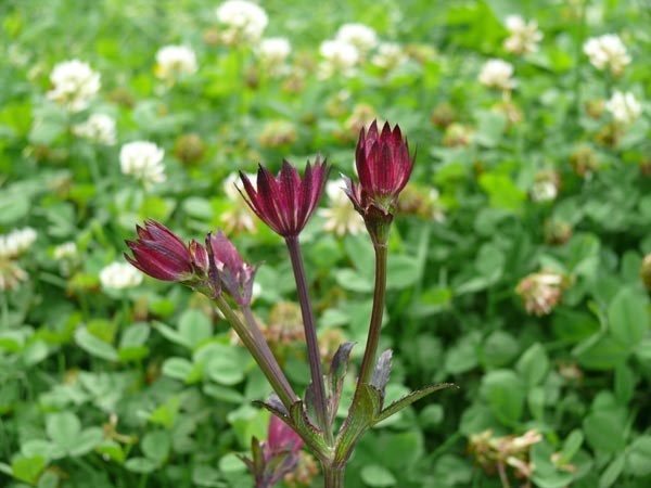 Astrantia major 'Ruby Wedding' (Rote Sterndolde)