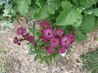 Astrantia major 'Ruby Wedding' (Rote Sterndolde)