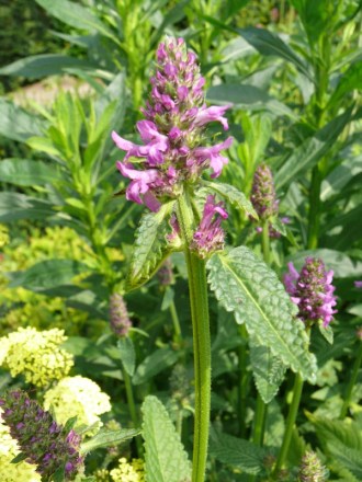 Stachys monnieri 'Hummelo' (Zottiger Ziest)