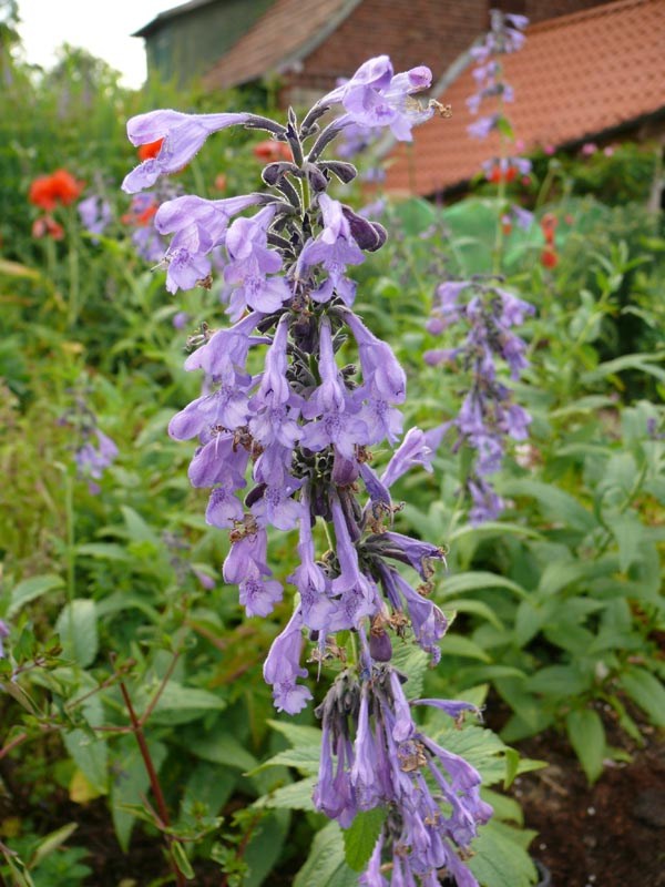 Nepeta sibirica 'Souvenir D'Andre Chaudron' (Blauminze)