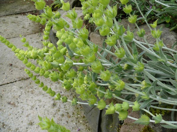 Sideritis syriaca (Griechischer Bergtee)