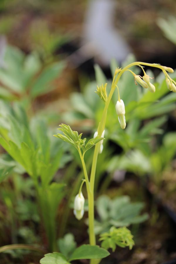 Dicentra spectabilis 'Alba' (Weißes Tränendes Herz)