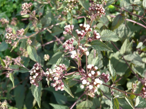 Eupatorium rugosum 'Chocolate' (Braunblättriger Dost)