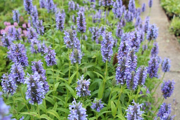 Nepeta nervosa (Aufrechte Kaschmir-Minze)