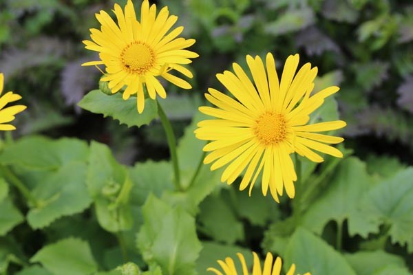 Doronicum orientale 'Magnificum' (Gemswurz)