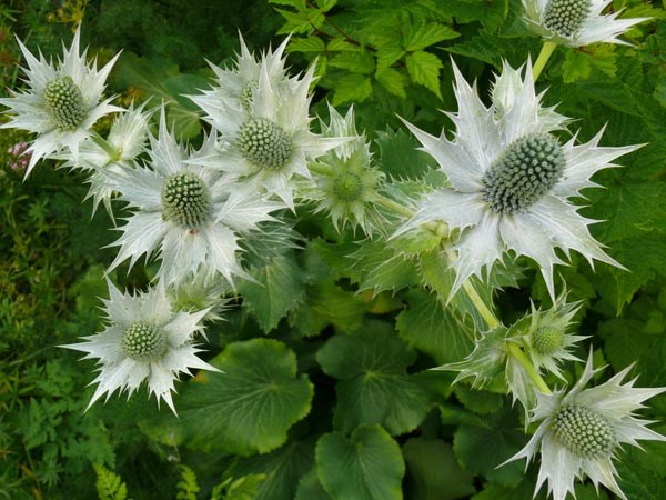 Eryngium giganteum 'Miss Willmott's Ghost' (Elfenbeindistel)