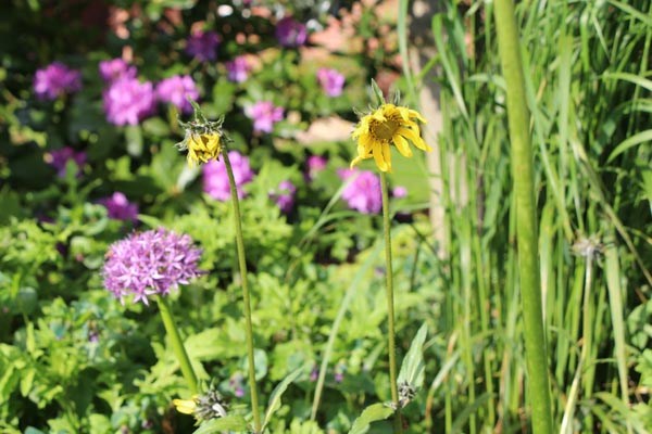 Helianthella quinquenervis (Fünfnervige Zwergsonnenblume)