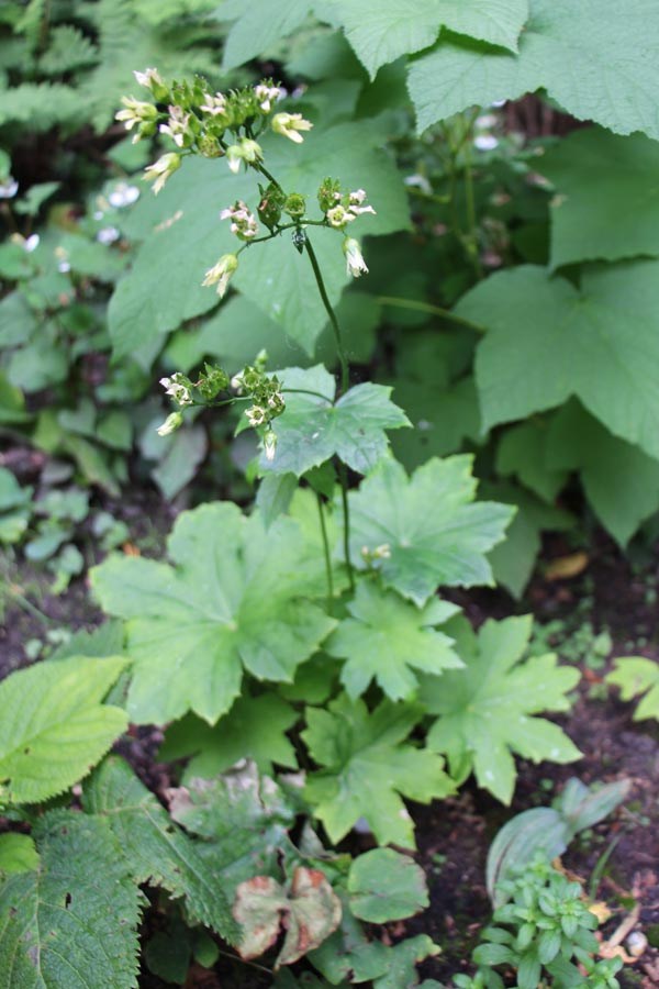 Peltoboykinia watanabei (Boykinie)
