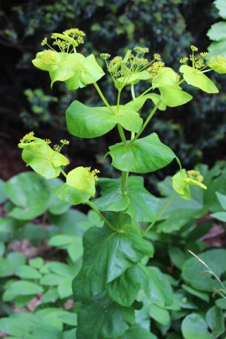 Smyrnium perfoliatum (Durchwachsene Gelbdolde)