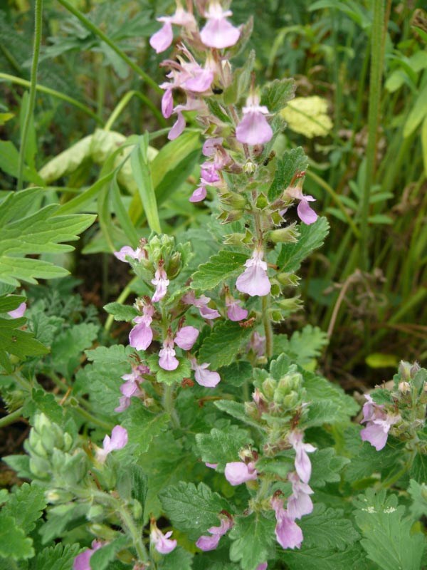 Teucrium chamaedrys (Edelgamander)