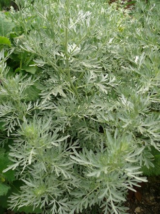 Artemisia absinthium 'Lambrook Silver' (Edelraute)