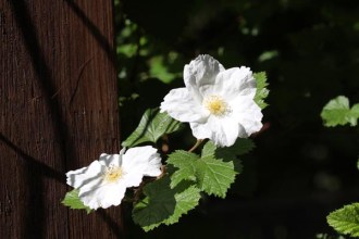 Rubus tridel 'Benenden' (Schauhimbeere)
