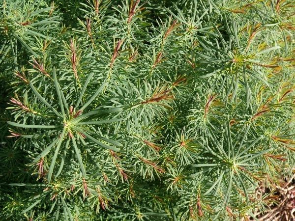 Euphorbia cyparissias 'Fens Ruby' (Purpur-Zypressen-Wolfsmilch)