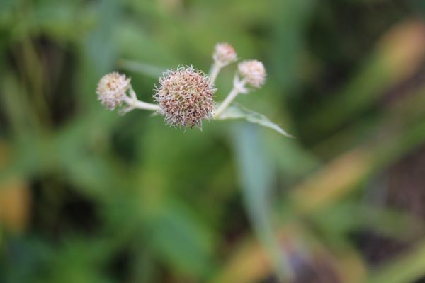 Eryngium yuccifolium (Palmlilienblättrige Mannstreu)