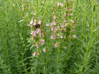 Hyssopus officinalis 'Roseus' (Rosa Ysop)