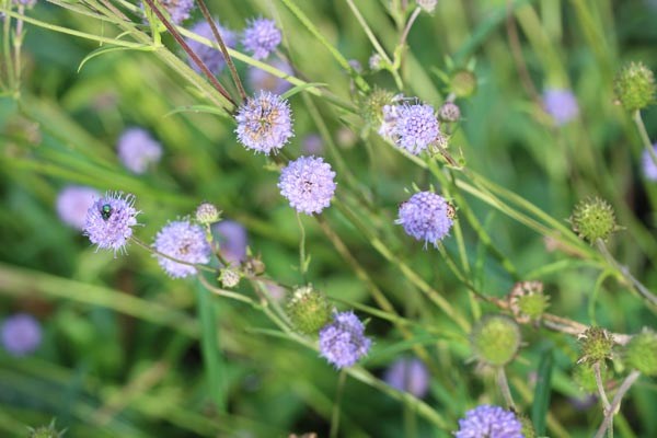 Succisa pratensis (Teufelsabbiss)