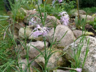 Dianthus superbus (Pracht-Nelke)