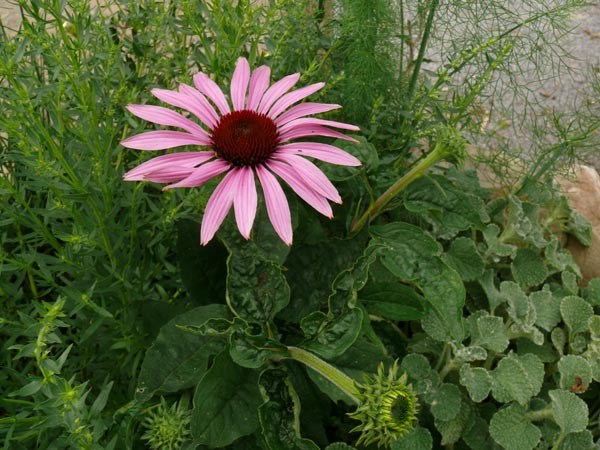 Echinacea purpurea 'Baby Swan Pink' (Niedriger Rosa Sonnenhut)