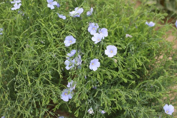 Linum perenne Nanum 'Blau Saphir' (Blauer Zwerg-Staudenlein)