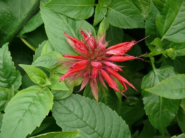 Monarda didyma (Goldmelisse, Oswego Tee)