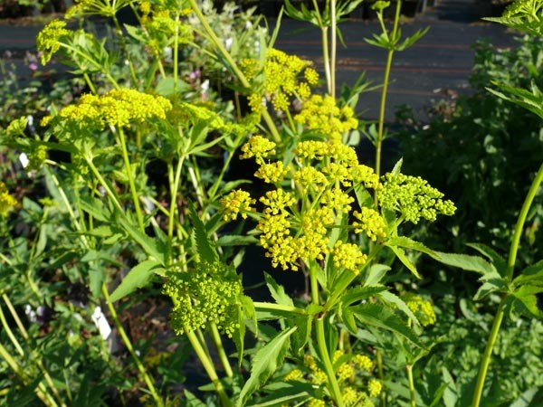 Zizia aurea (Goldener Alexander)
