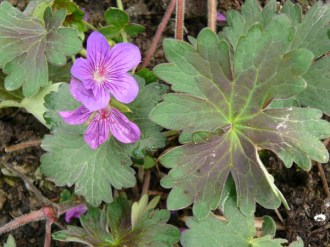 Geranium wlassovianum (Sibirischer Storchschnabel)