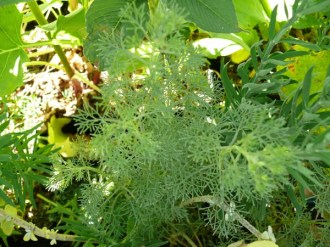 Artemisia procera (Wohlduftende Eberraute)