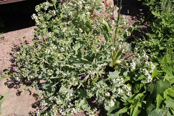 Crambe maritima (Echter Meerkohl)