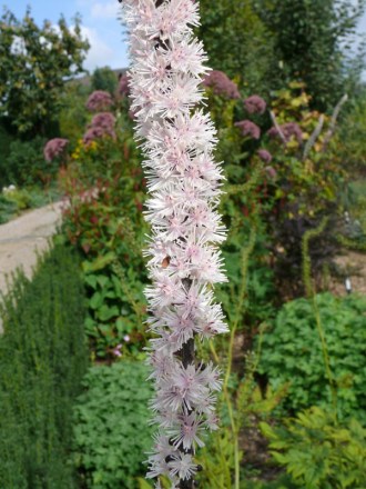 Cimicifuga ramosa 'Pink Spike' (Rosablütige September-Silberkerze)