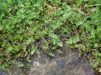 Cotula squalida ((Leptinella) (Braunes Fiederpolster)