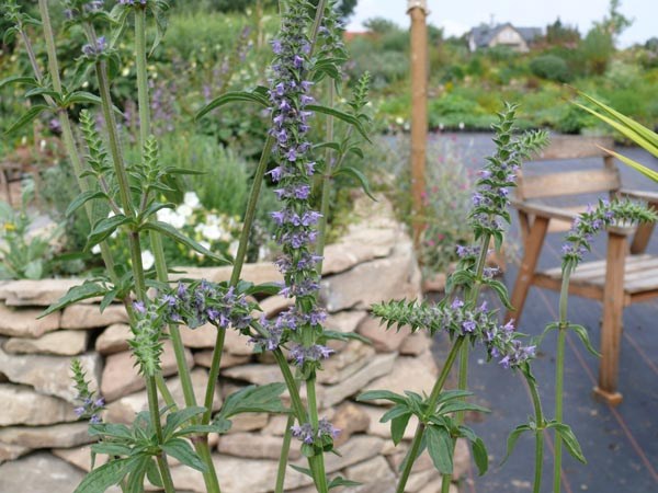 Schizonepeta kokanica (Altai-Katzenminze)