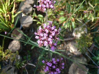 Verbena bonariensis (Patagonisches Eisenkraut)