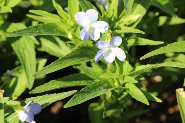 Viola elatior (Hohes Veilchen)