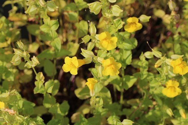Mimulus guttatus (Getüpfelte Gauklerblume)
