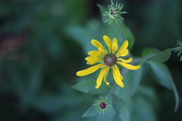 Rudbeckia subtomentosa (Schwachfilziger Sonnenhut)