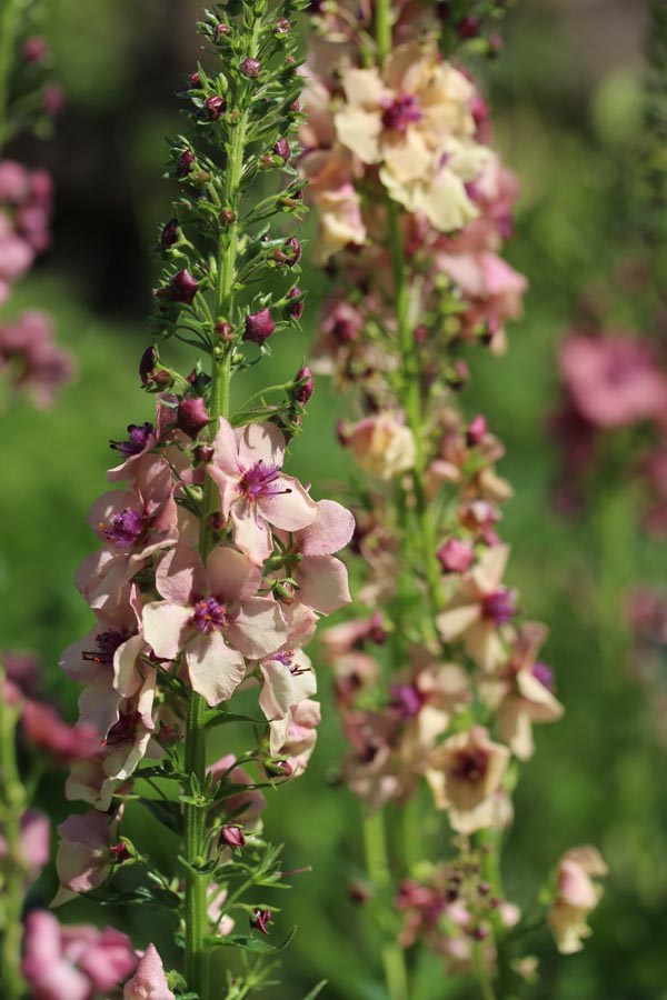 Verbascum hybridum 'Southern Charm' (Königskerze)