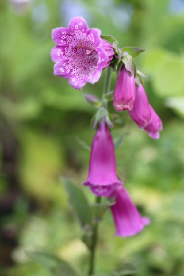 Digitalis purpurea 'Monstrosa' (Fingerhut)