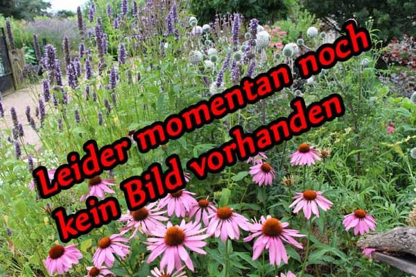 Telekia speciosa (Großblumiger Scheinalant)