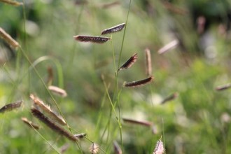 Bouteloua gracilis (Moskitogras)