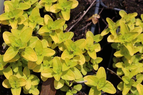 Origanum vulgare 'Aureum' (Gelblaubiger Garten-Dost)