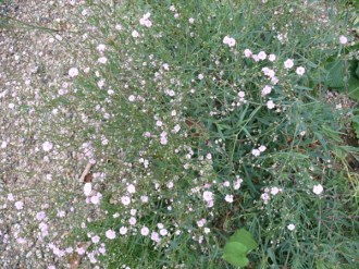 Gypsophila repens 'Rosenschleier' (Garten-Schleierkraut)