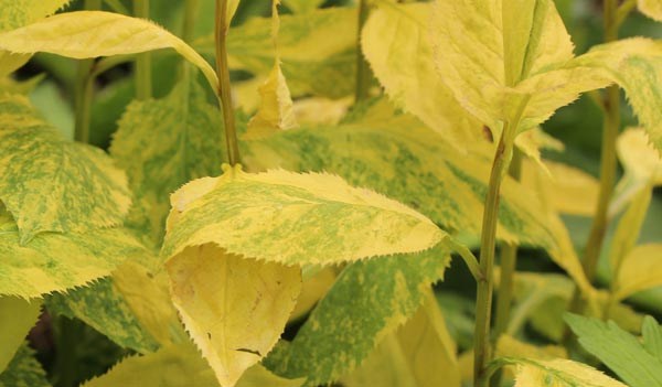 Solidago flexicaulis 'Variegata' (Panaschierte Goldrute)